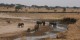 Tanzanie - 2010-09 - 337 - Tarangire - Elephants